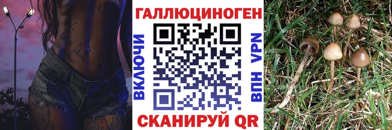 закладка  Волжский  Псилоцибиновые грибы Psilocybe 